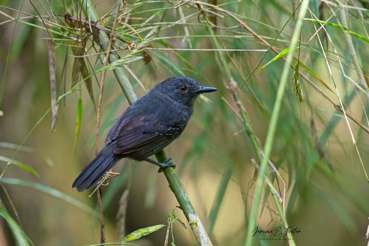 Dusky Antbird - ML641403949