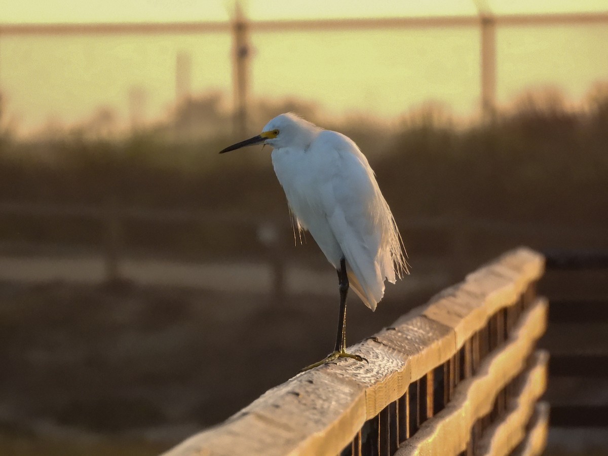 Snowy Egret - ML641403971