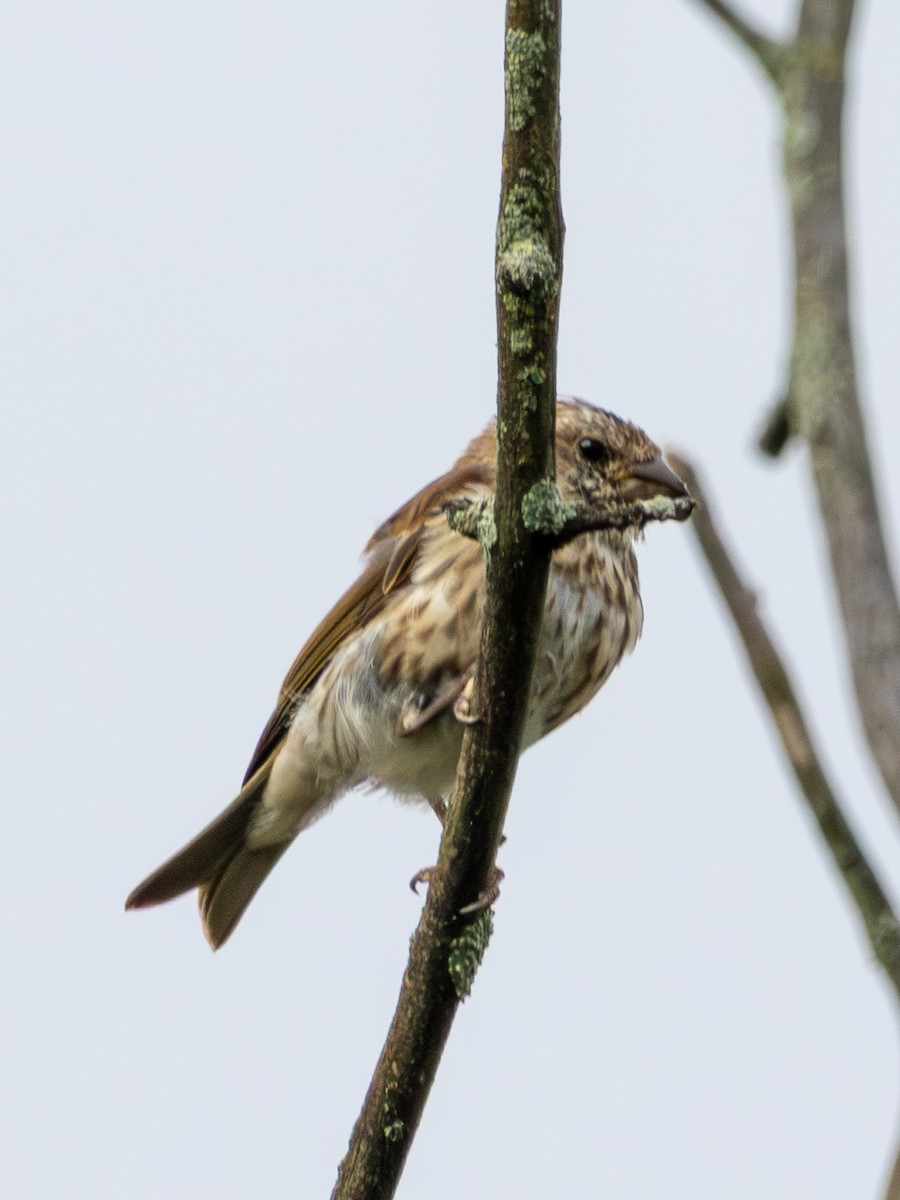 Purple Finch - ML641403972