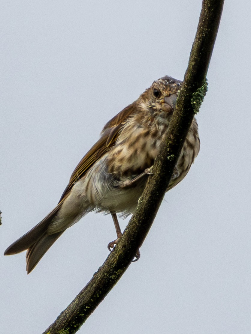 Purple Finch - ML641403973