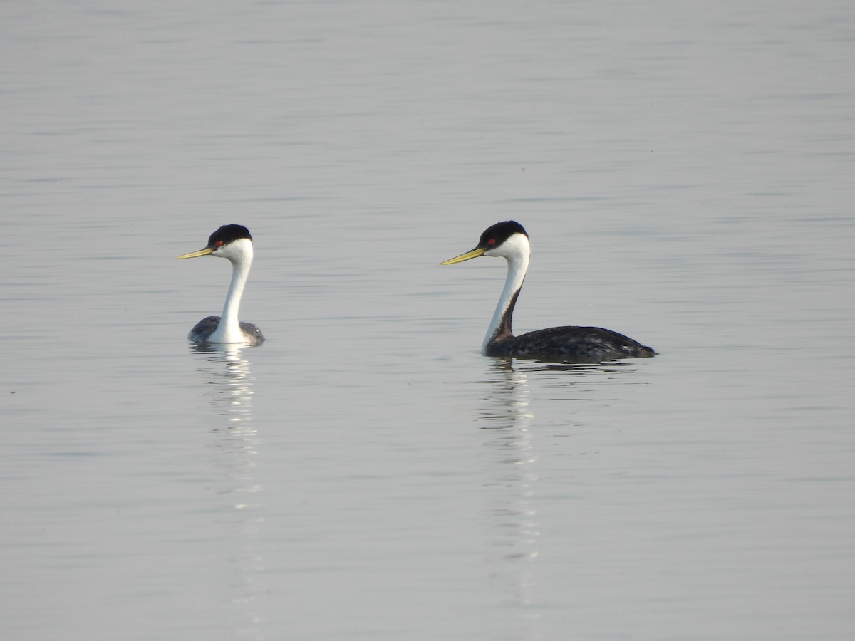 Western Grebe - ML641404008