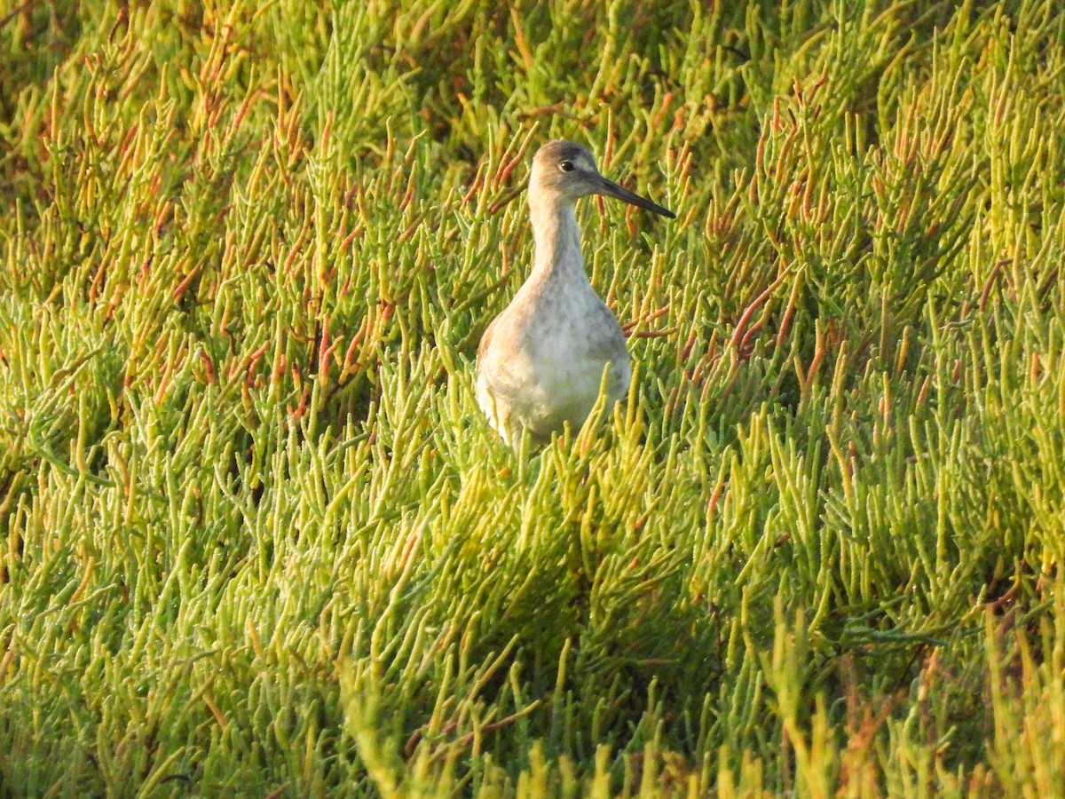Willet - ML641404033