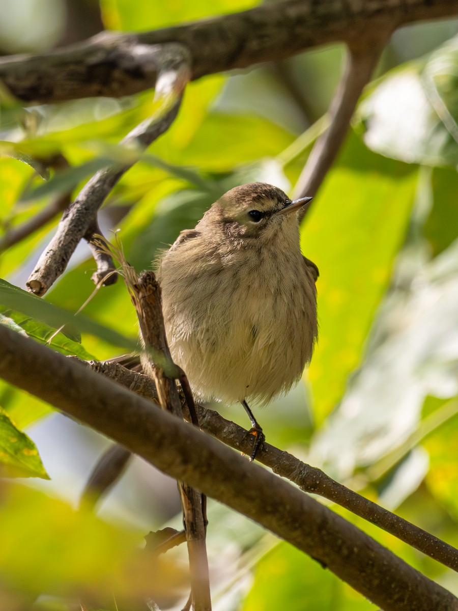 Palm Warbler - ML641404039