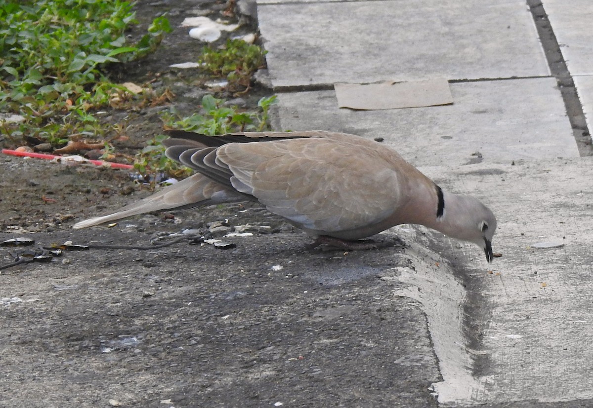 Eurasian Collared-Dove - ML641404045