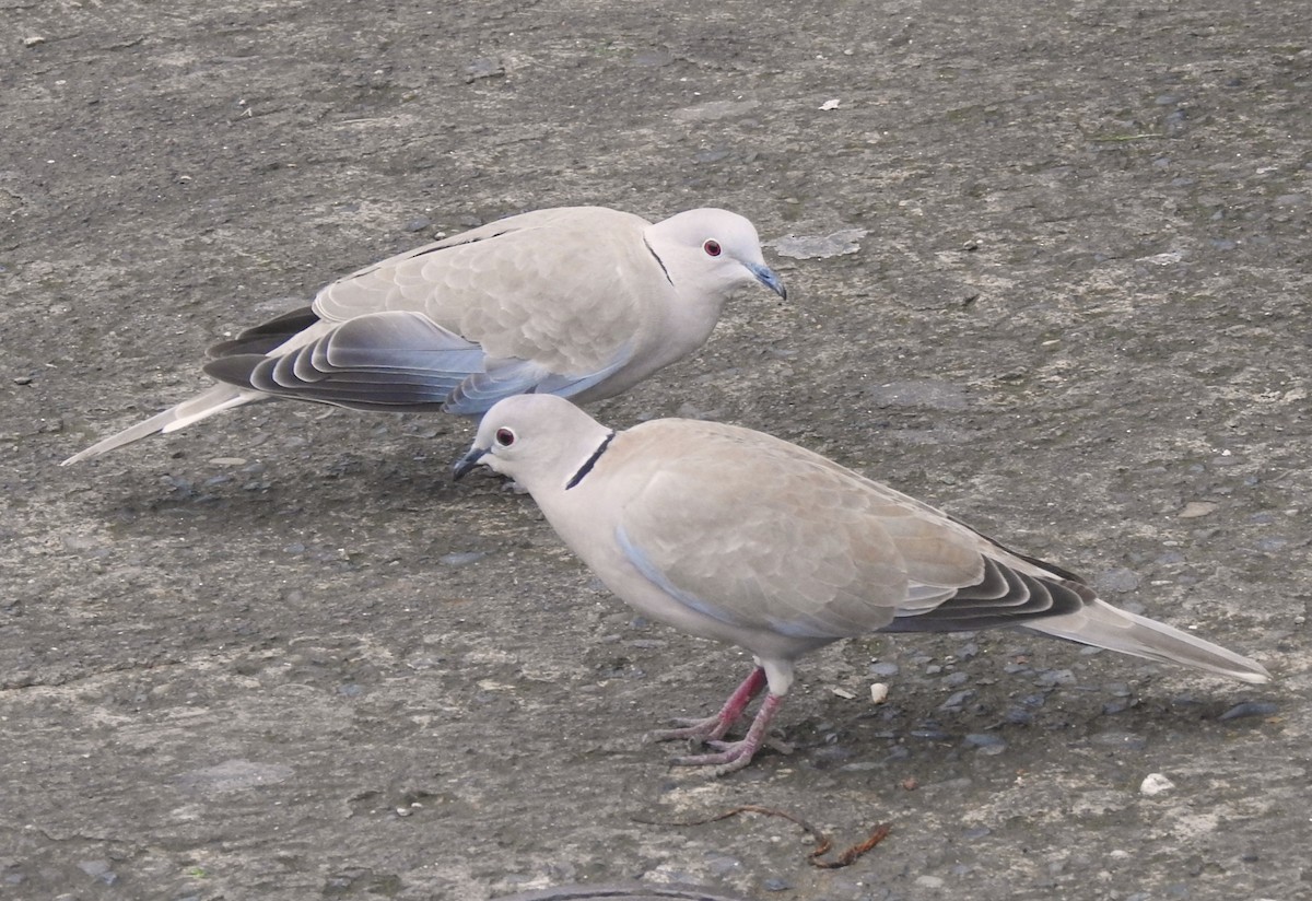 Eurasian Collared-Dove - ML641404046