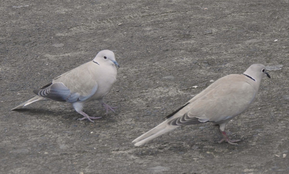 Eurasian Collared-Dove - ML641404047
