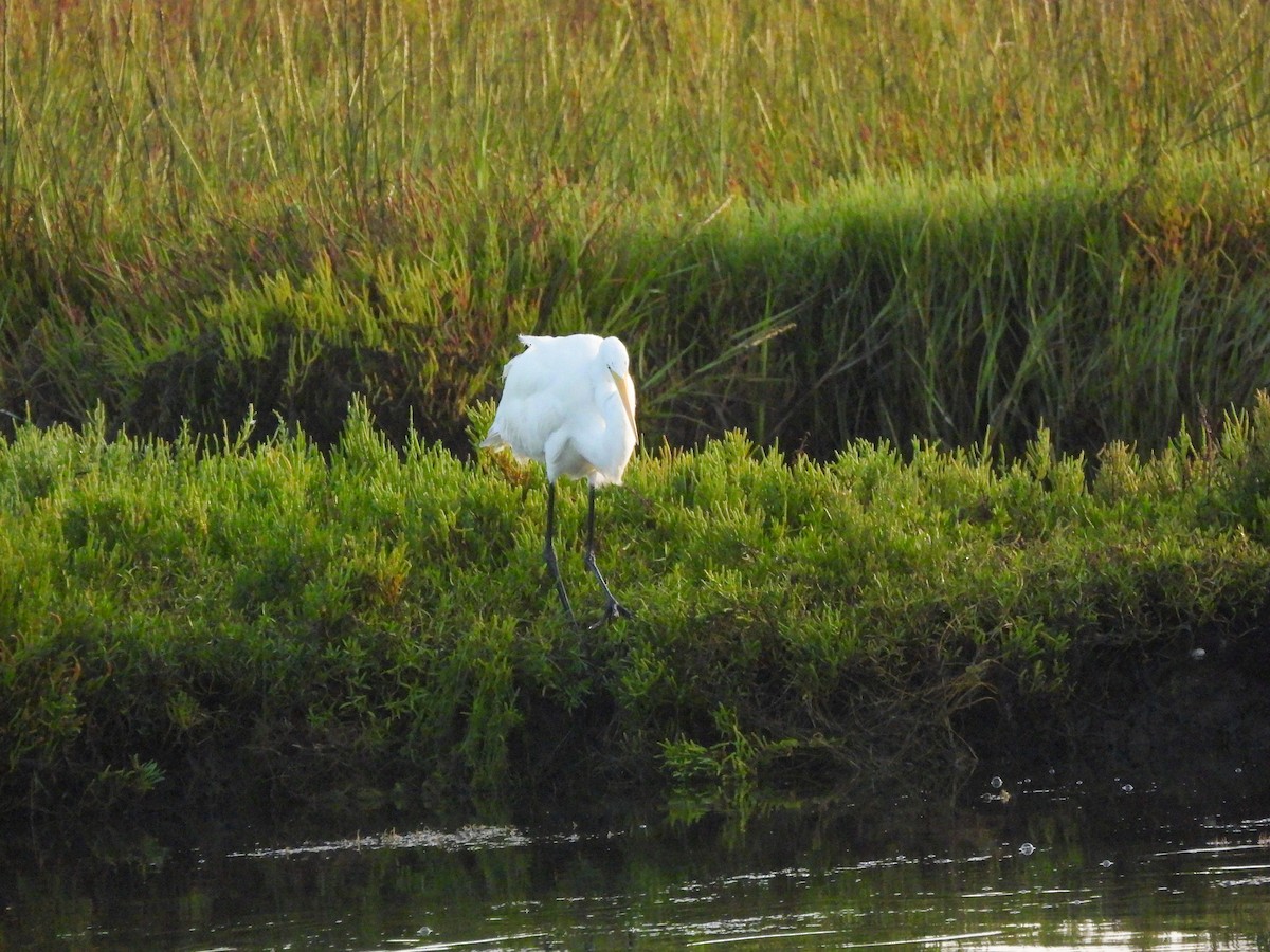 Great Egret - ML641404053