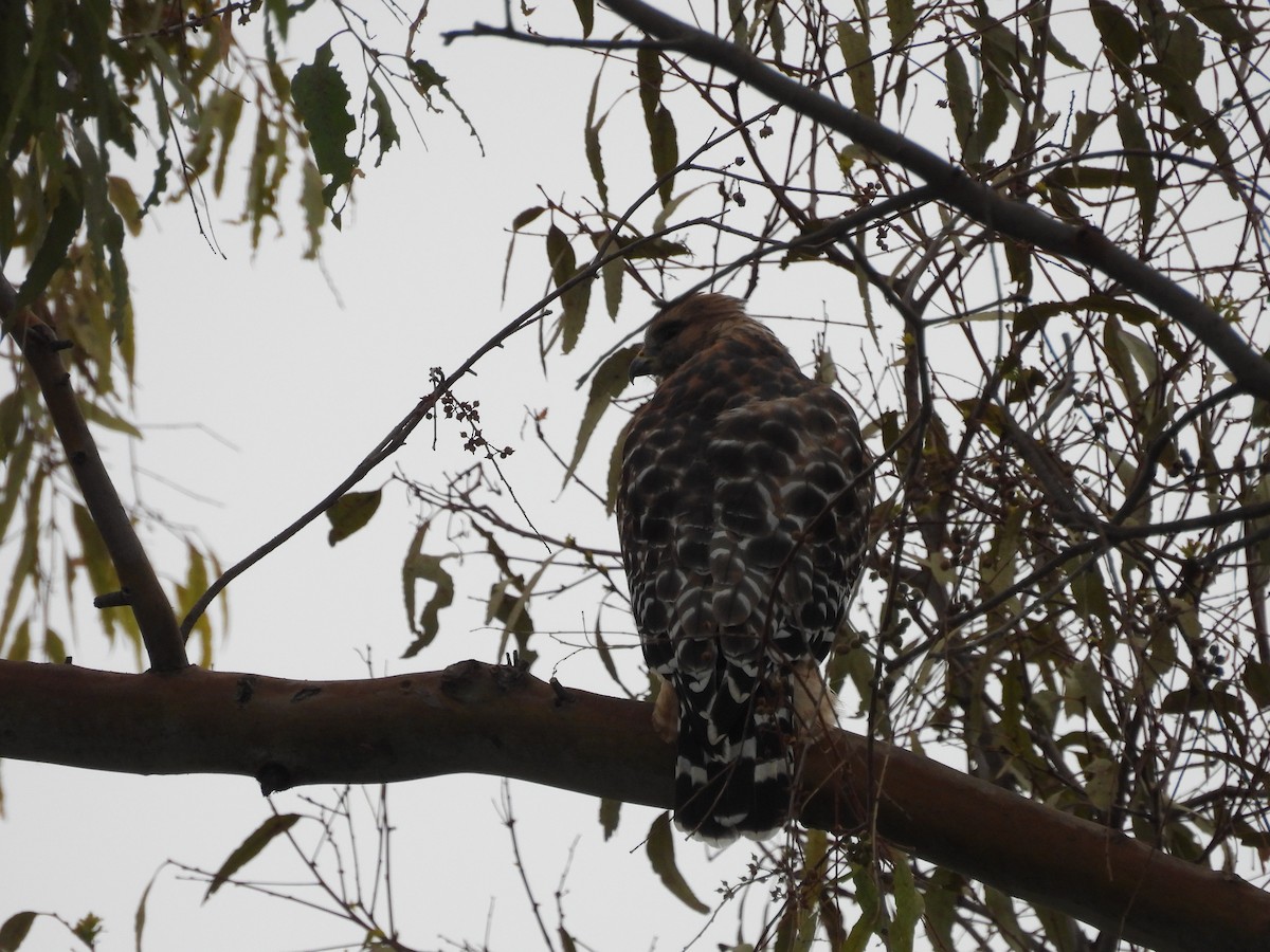 Red-tailed Hawk - ML641404055