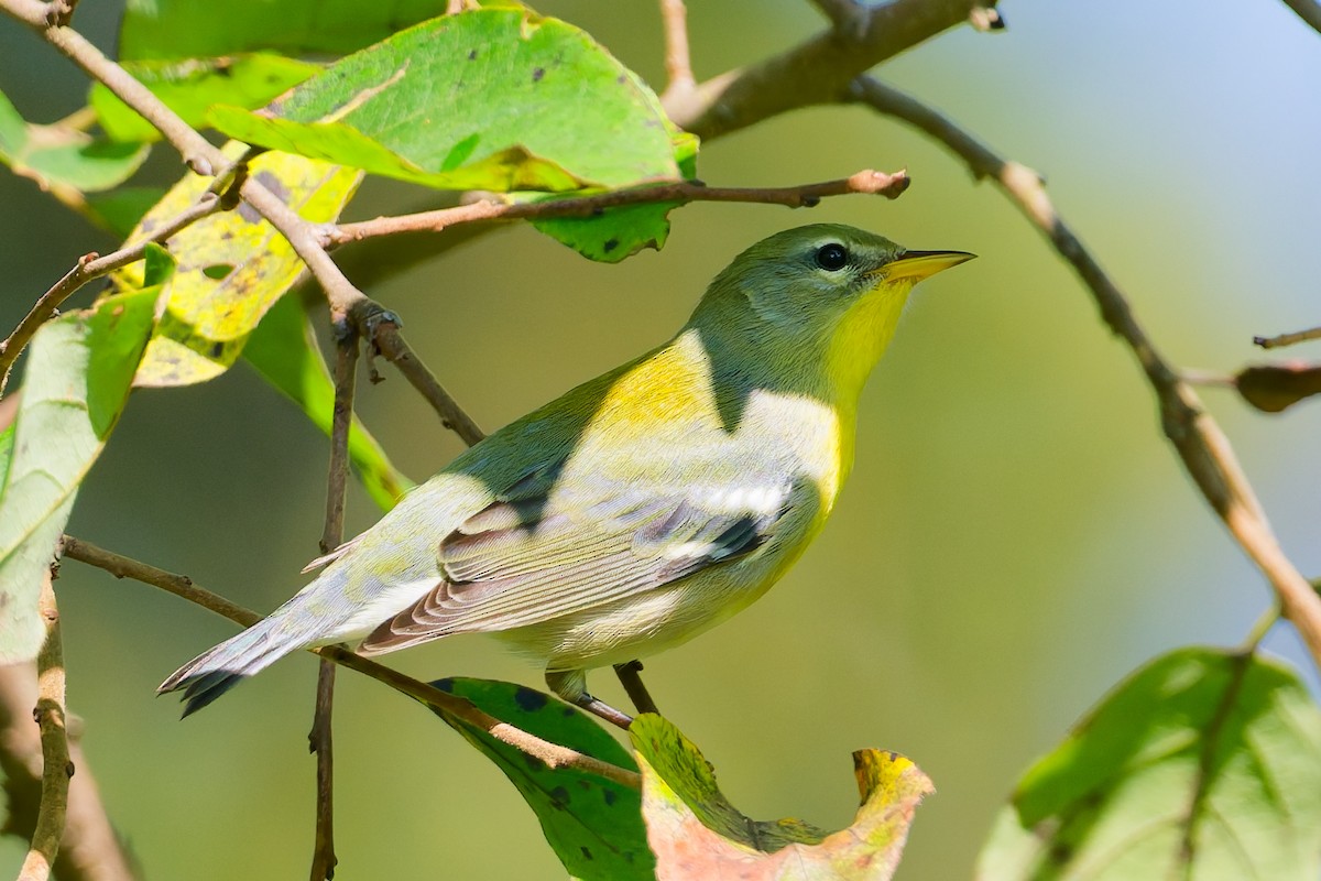 Northern Parula - ML641404058