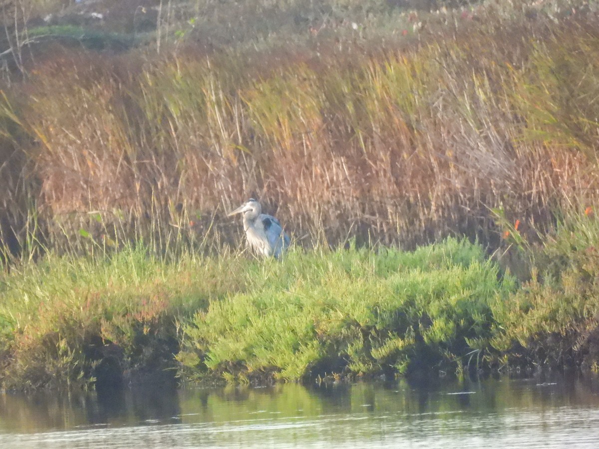 Great Blue Heron - ML641404071