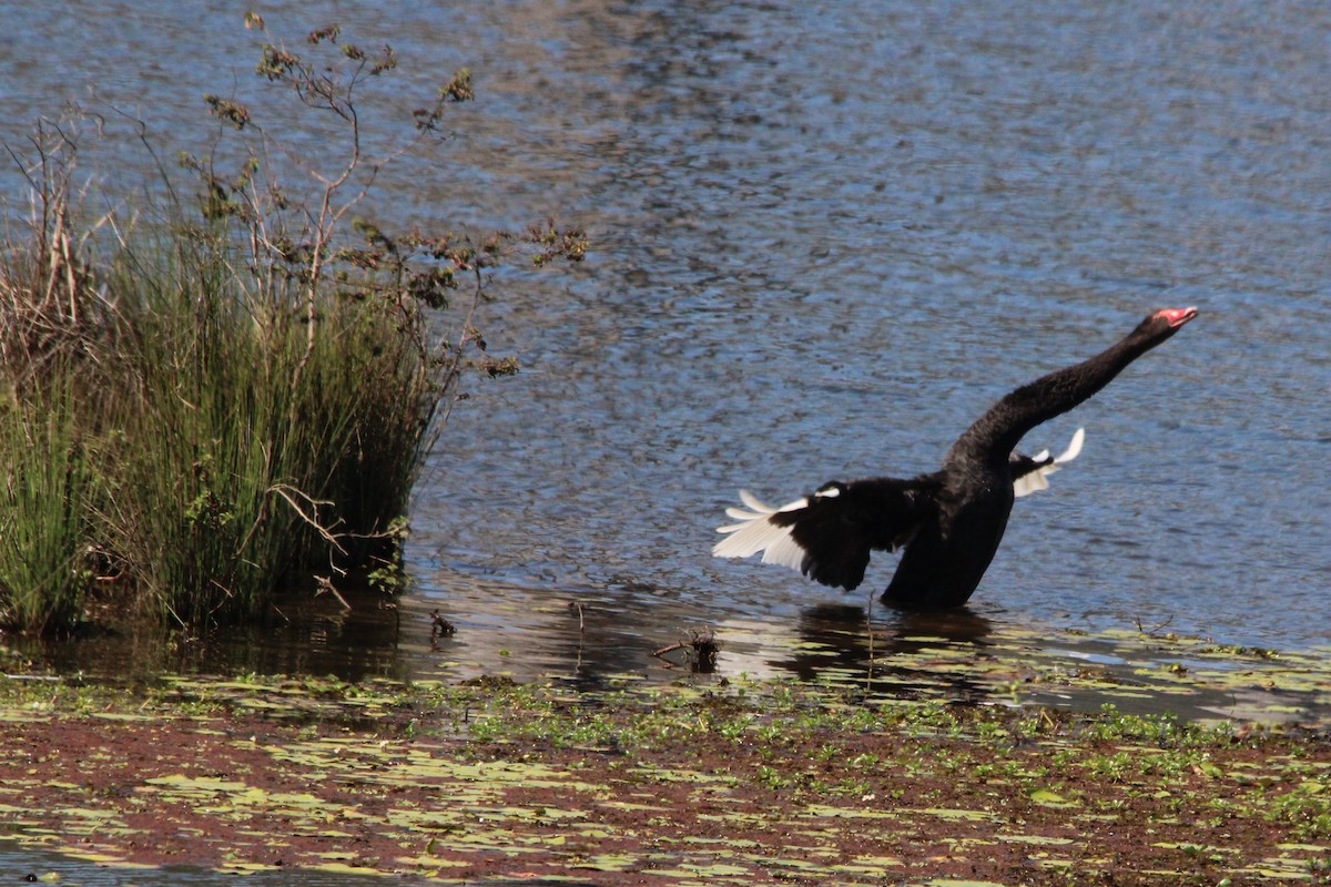 Black Swan - ML641404072