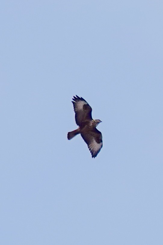 Common Buzzard (Steppe) - ML641404073