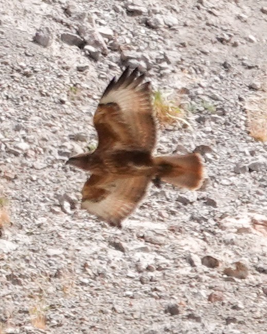 Common Buzzard (Steppe) - ML641404074