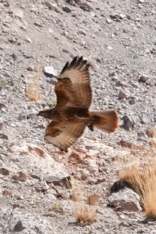 Common Buzzard (Steppe) - ML641404075
