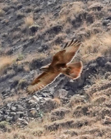 Common Buzzard (Steppe) - ML641404076