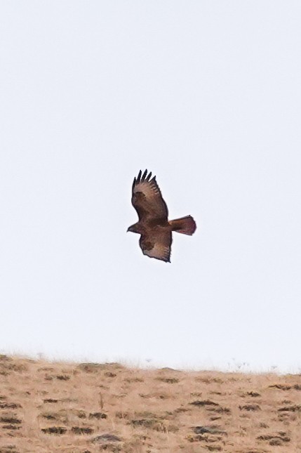 Common Buzzard (Steppe) - ML641404077