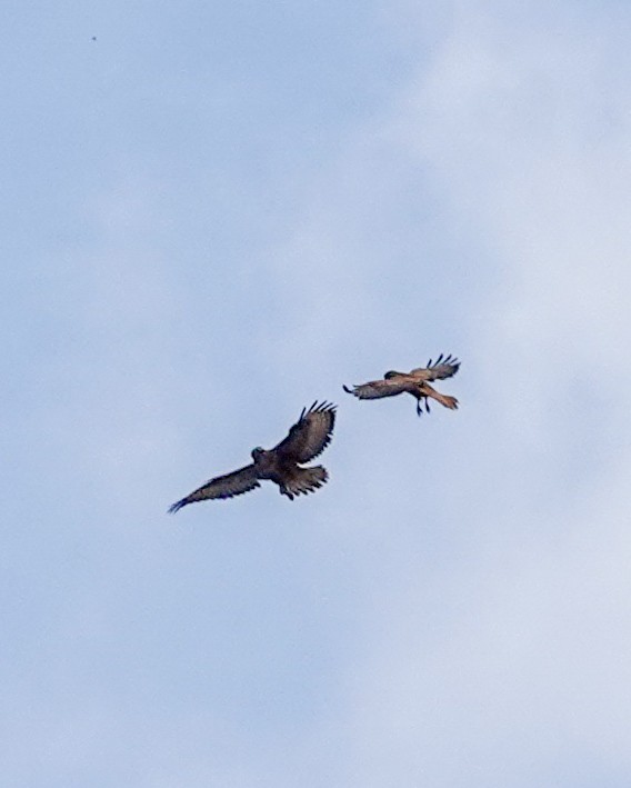 Common Buzzard (Steppe) - ML641404078