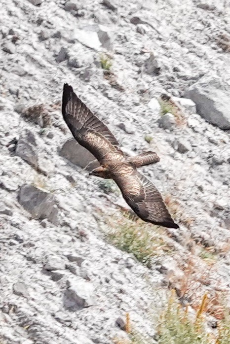 Common Buzzard (Steppe) - ML641404079