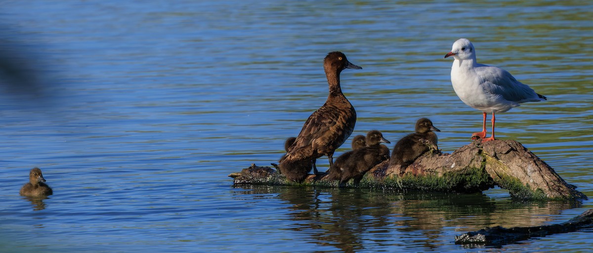 Tufted Duck - ML641404083
