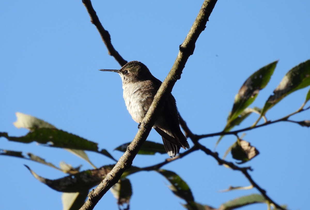 Ruby-throated Hummingbird - ML641404092