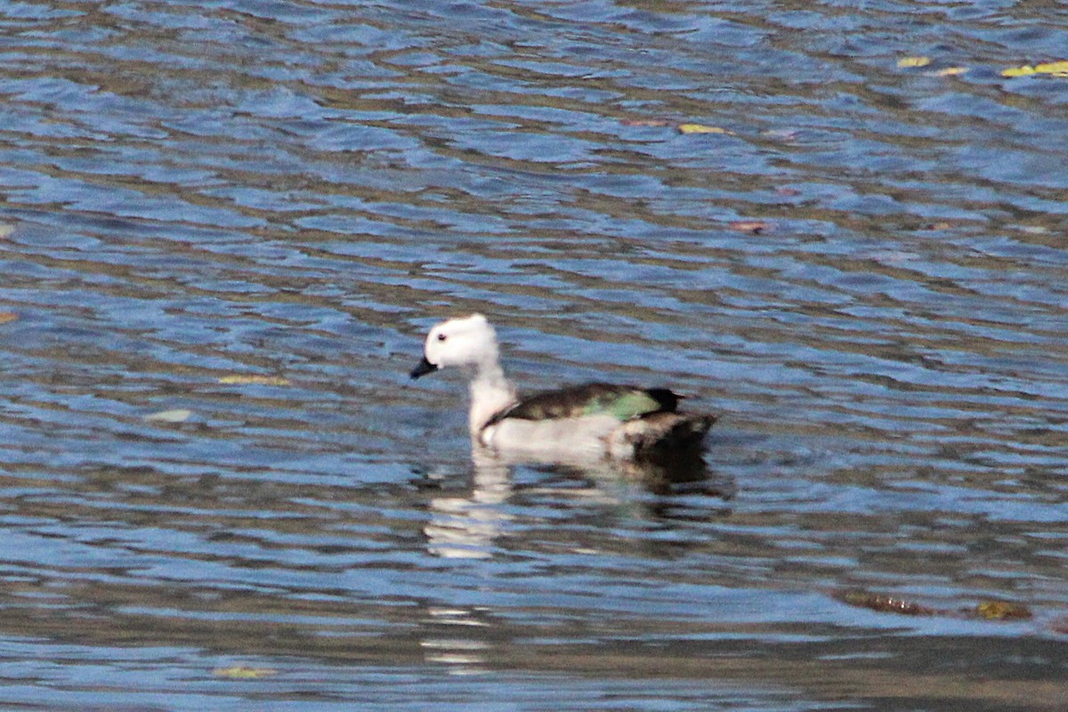 Cotton Pygmy-Goose - ML641404093