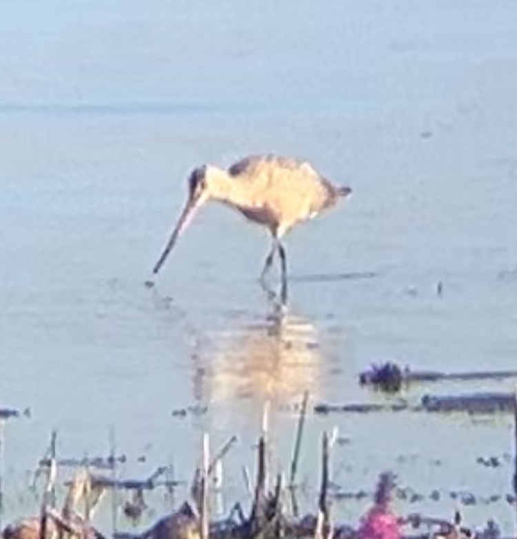 Marbled Godwit - ML641404128