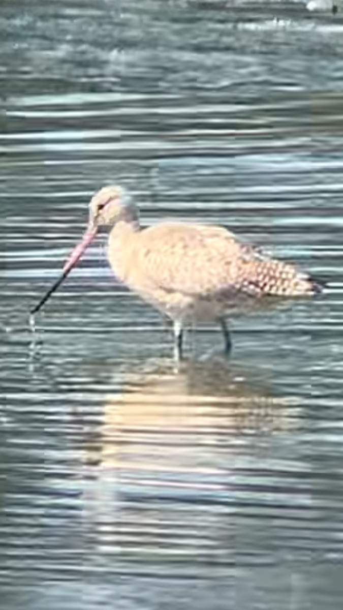 Marbled Godwit - ML641404129