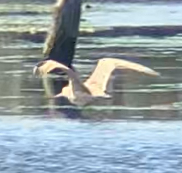 Marbled Godwit - ML641404130