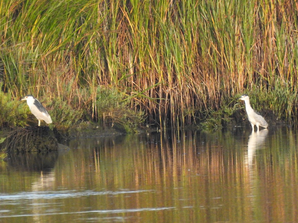 Black-crowned Night Heron - ML641404131