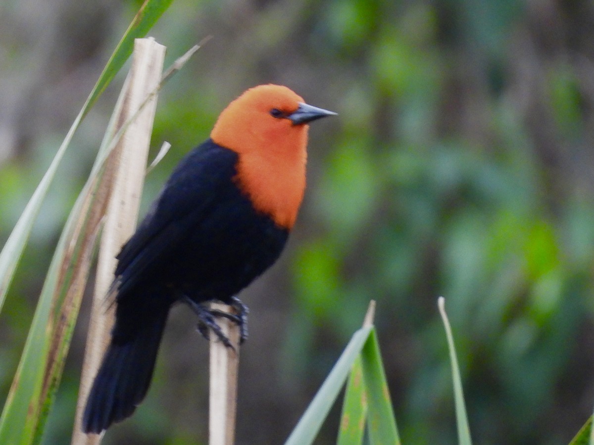 Scarlet-headed Blackbird - ML641404134