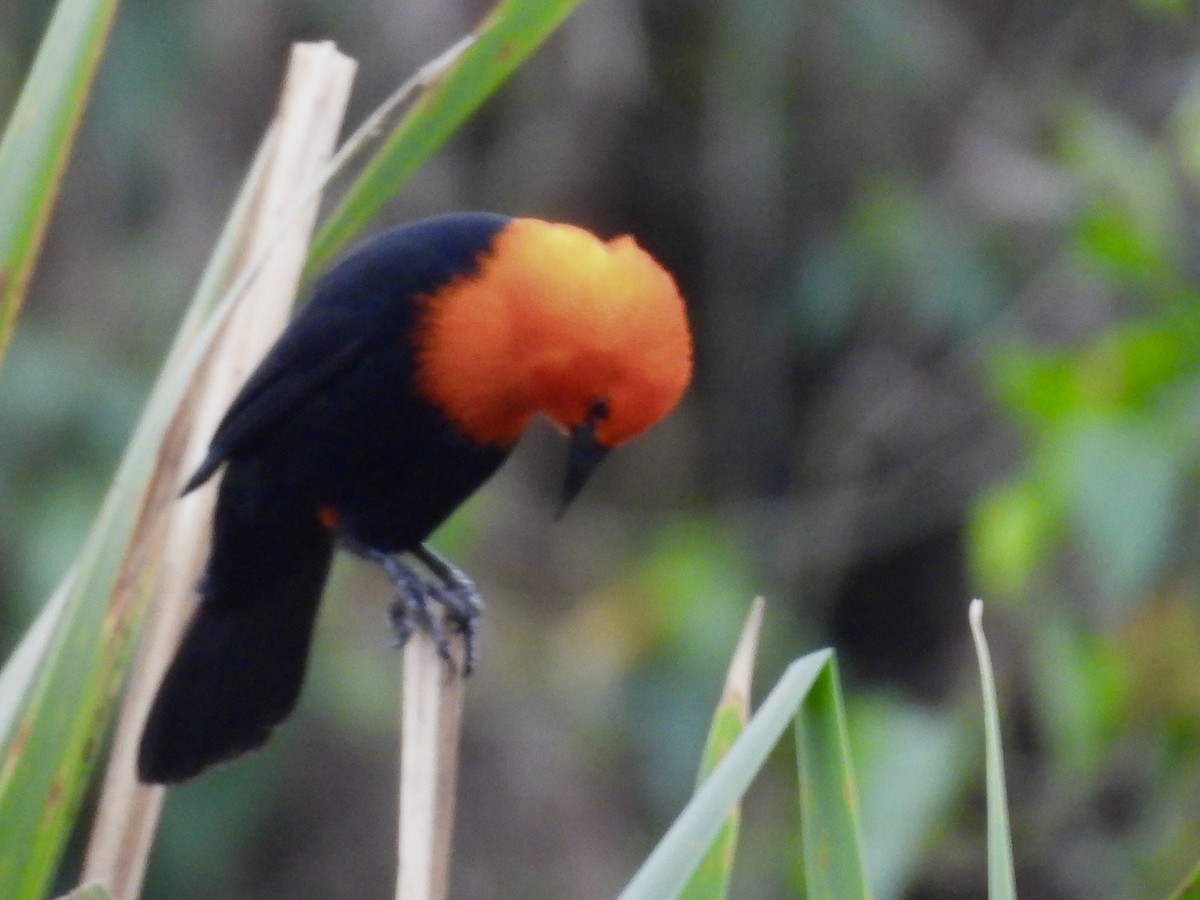 Scarlet-headed Blackbird - ML641404135