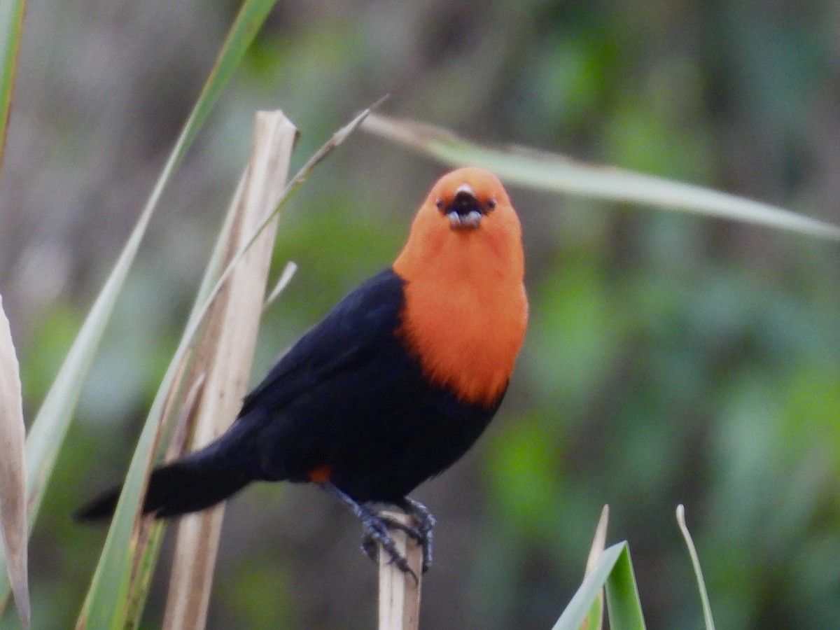 Scarlet-headed Blackbird - ML641404136