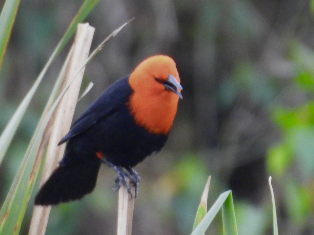Scarlet-headed Blackbird - ML641404137