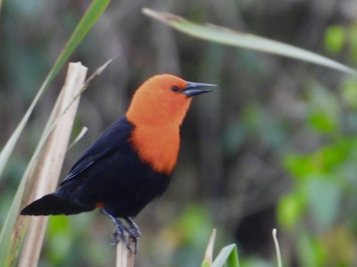 Scarlet-headed Blackbird - ML641404138