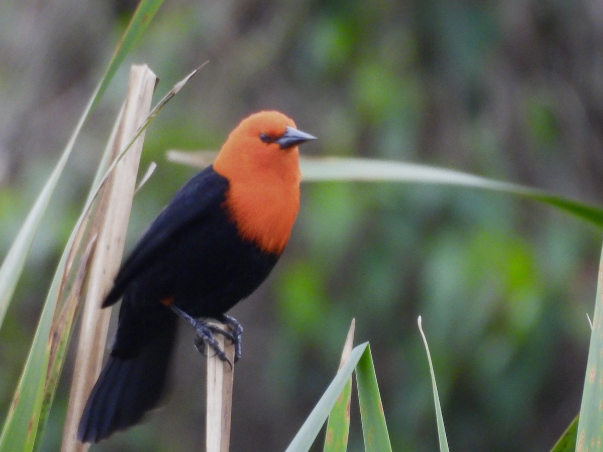 Scarlet-headed Blackbird - ML641404139