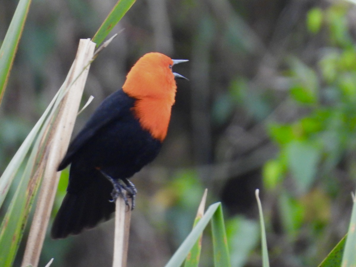 Scarlet-headed Blackbird - ML641404140