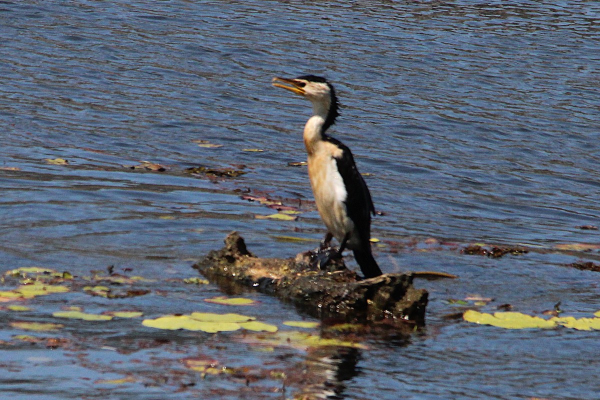 Little Pied Cormorant - ML641404142