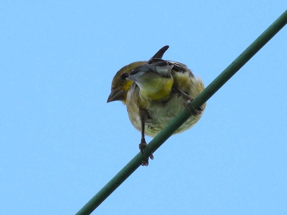Lesser Goldfinch - ML641404143