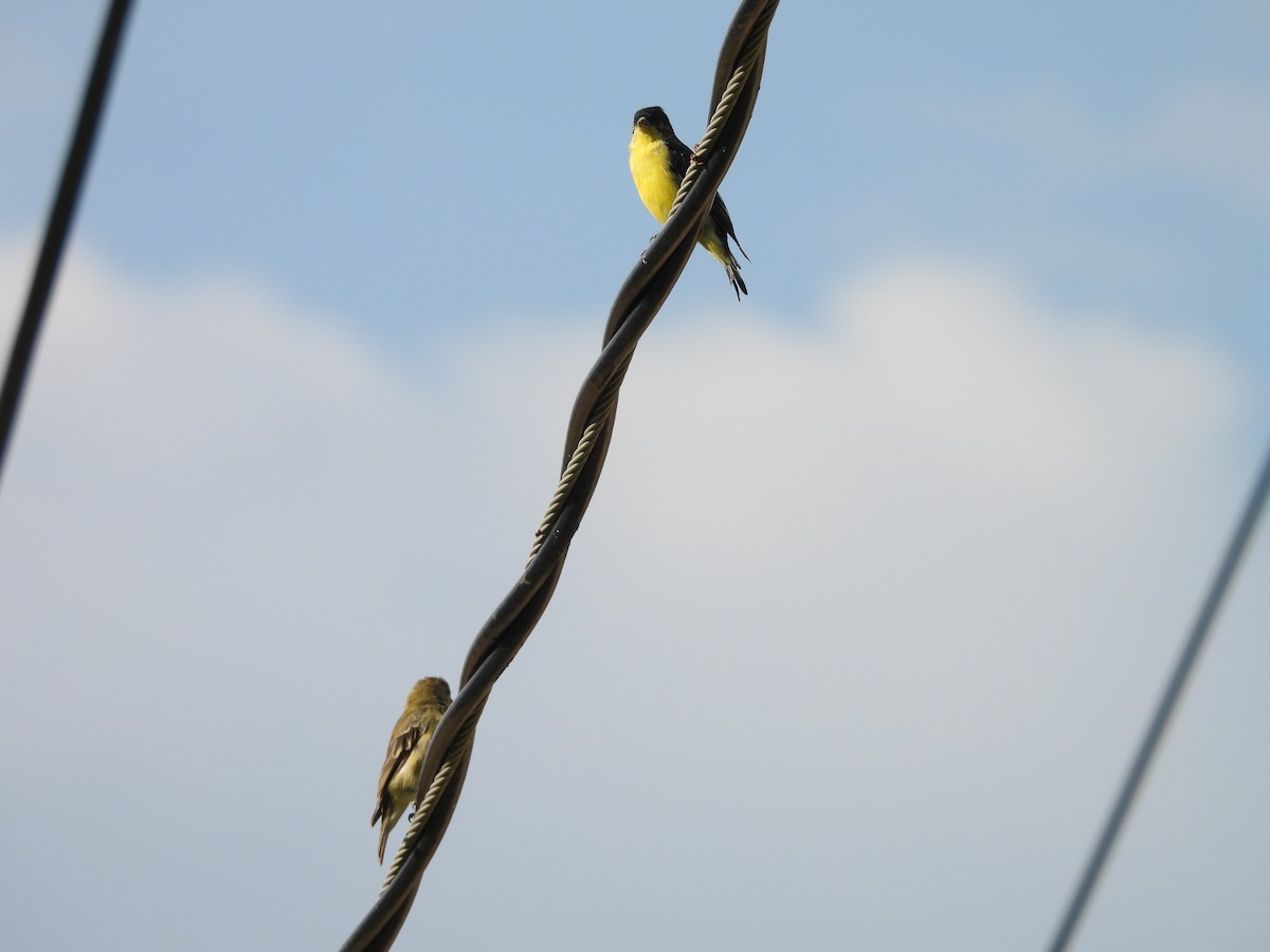 Lesser Goldfinch - ML641404147