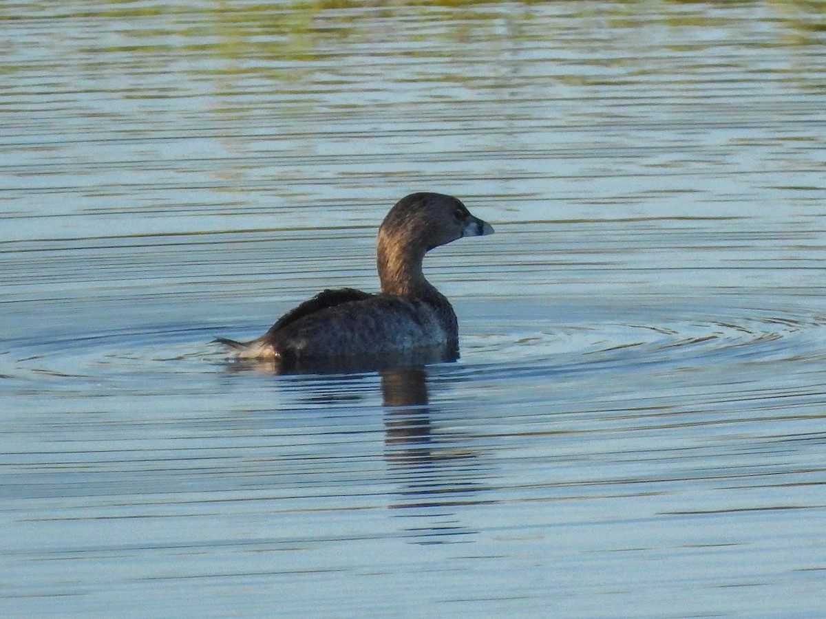 Pied-billed Grebe - ML641404148