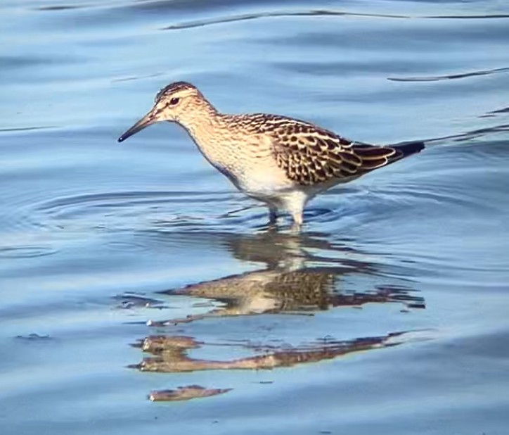 Graubrust-Strandläufer - ML641404152