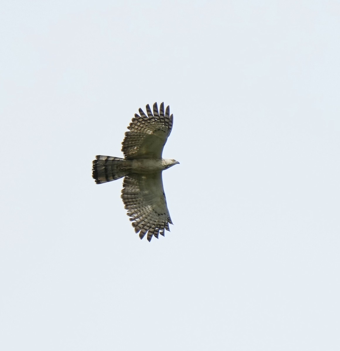 Philippine Honey-buzzard - ML641404155