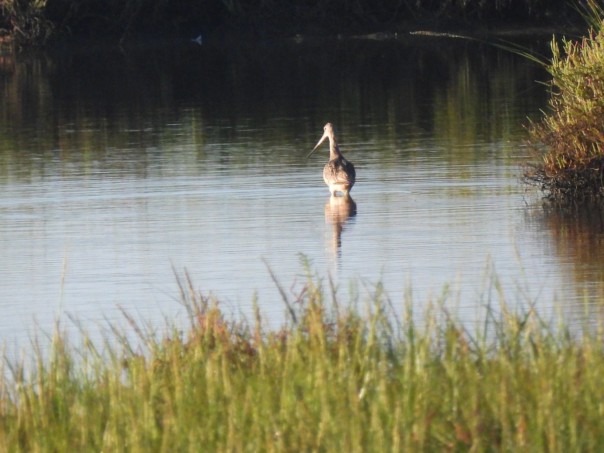 Marbled Godwit - ML641404166