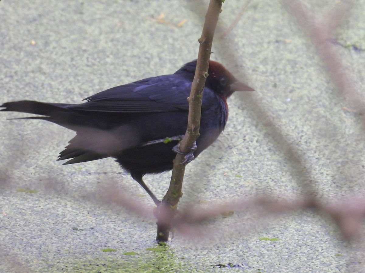 Chestnut-capped Blackbird - ML641404171