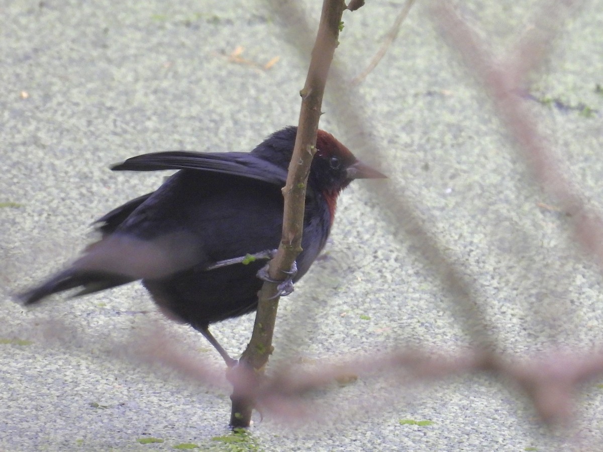 Chestnut-capped Blackbird - ML641404172