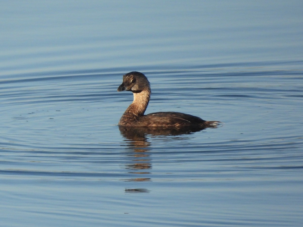 Pied-billed Grebe - ML641404176