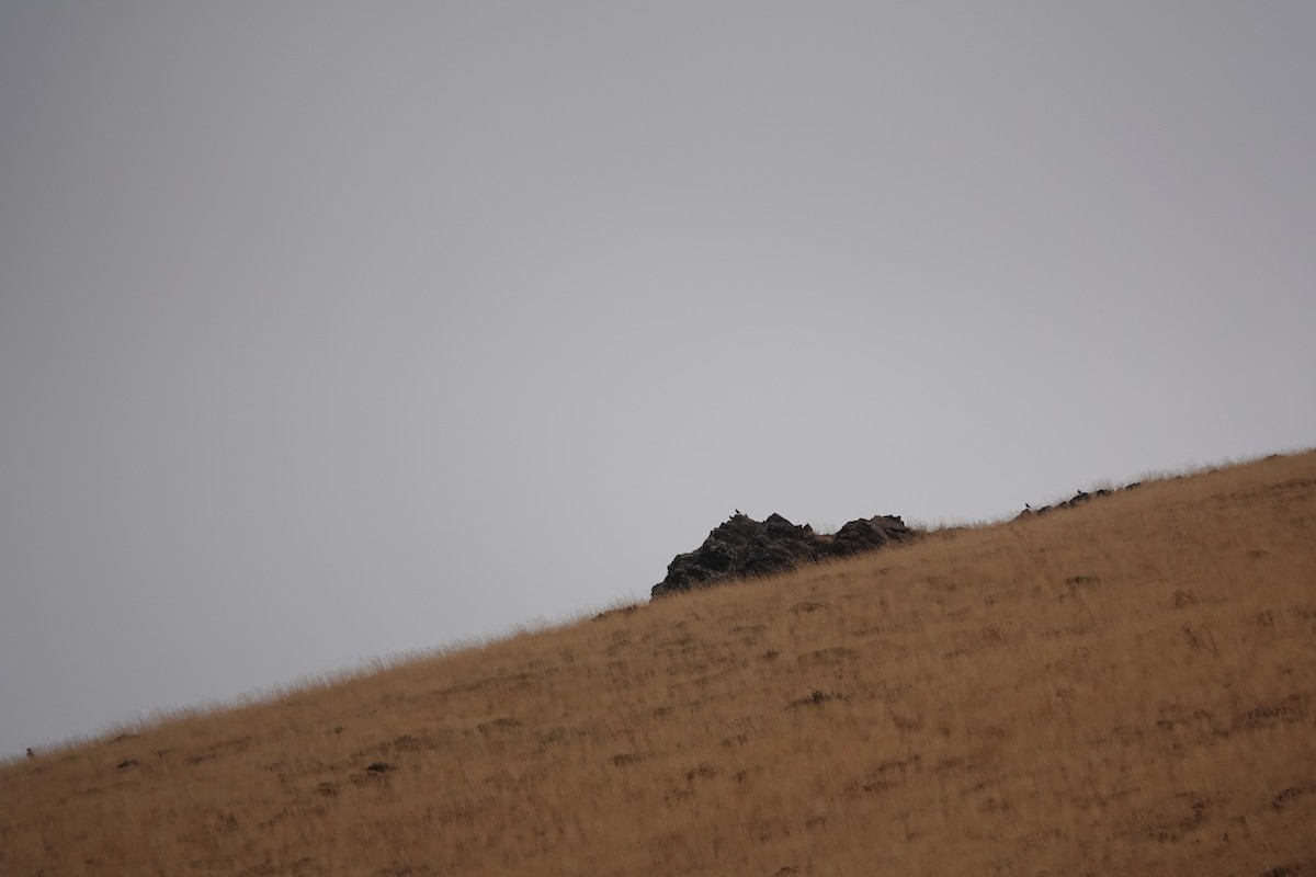Red-billed Chough - ML641404189