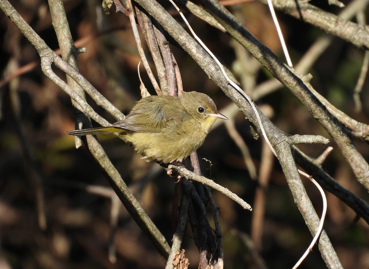 Common Yellowthroat - ML641404191
