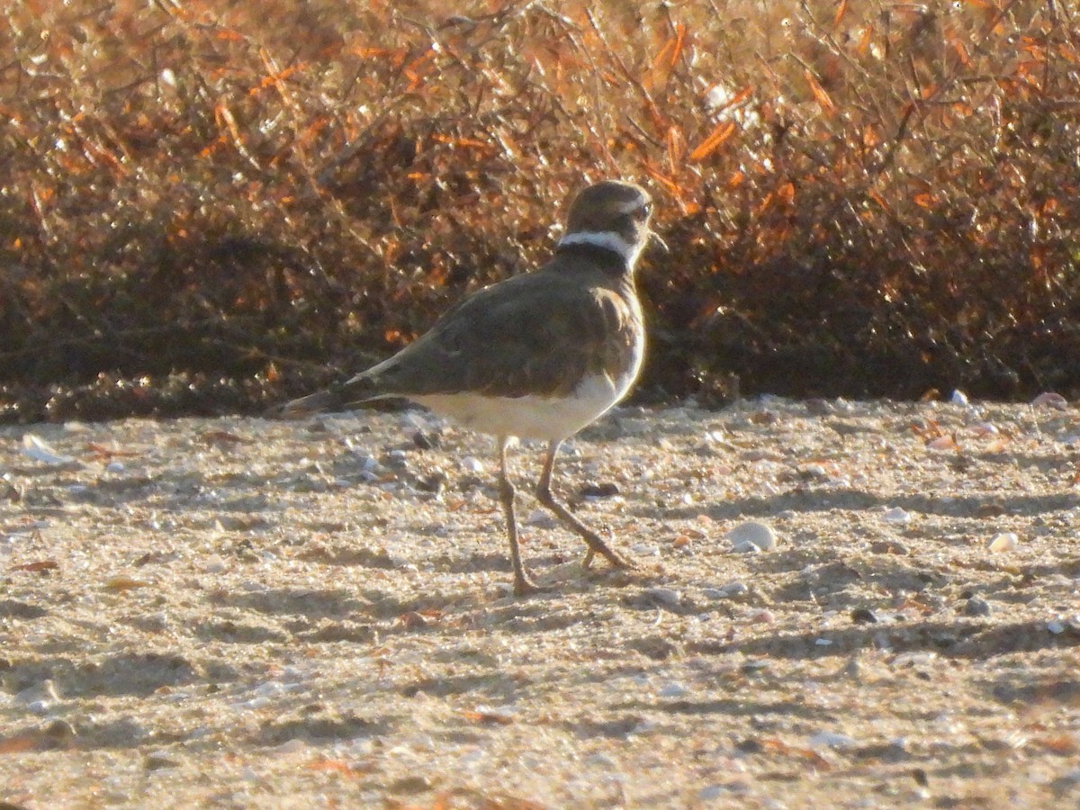 Killdeer - ML641404192