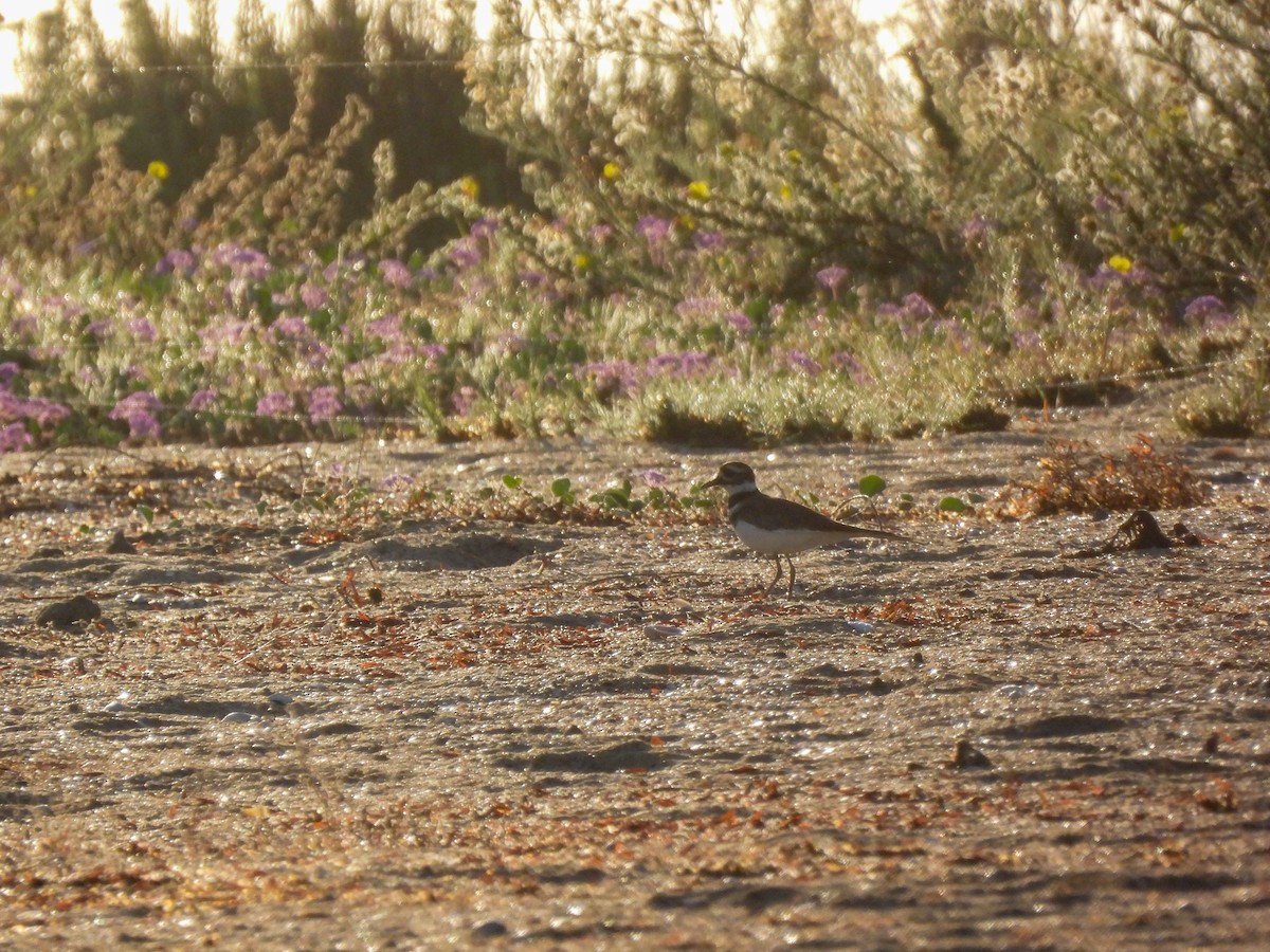Killdeer - ML641404198